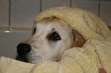 SECHAGE - GOLDEN RETRIEVER 017